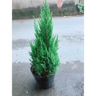 Cây Tùng Cao 60cm