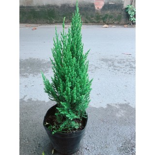 Cây Tùng Cao 60cm