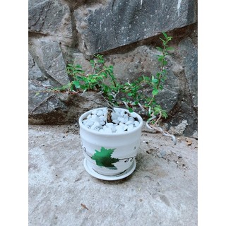 Chậu Cây Linh Sam Núi
