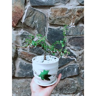 Chậu Cây Linh Sam Núi