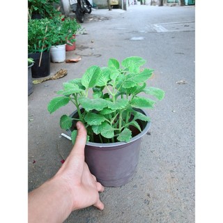Cây Tần Lá Dày