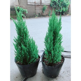 Sơn Tùng 60cm (tính cả bầu)