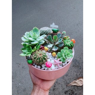 Chậu Sen Đá Tiểu Cảnh