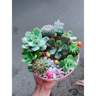 Chậu Sen Đá Tiểu Cảnh