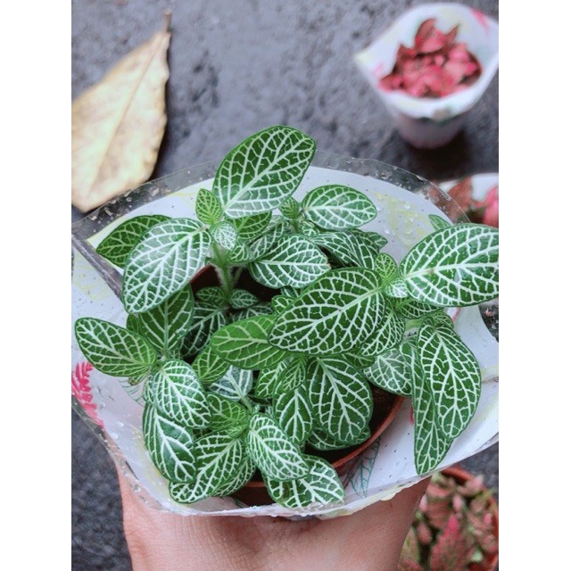 Cẩm Nhung (lá may mắn) xanh lá nhạt