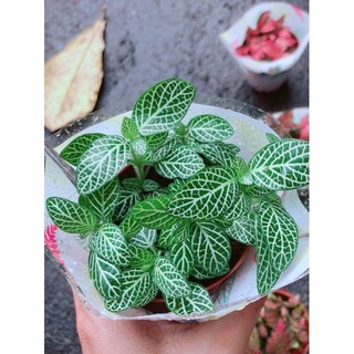 Cẩm Nhung (lá may mắn) xanh lá nhạt