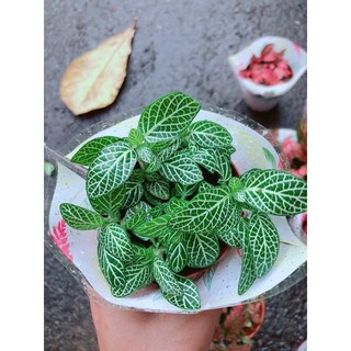 Cẩm Nhung (lá may mắn) xanh lá nhạt