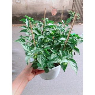 Chậu Ớt Kiểng Trái Tim