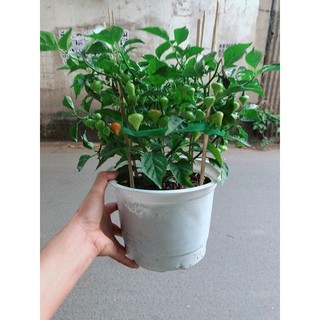 Chậu Ớt Kiểng Trái Tim