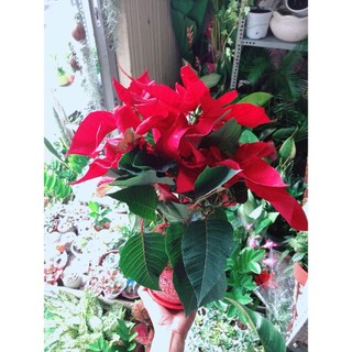 Chậu Cây Trạng Nguyên