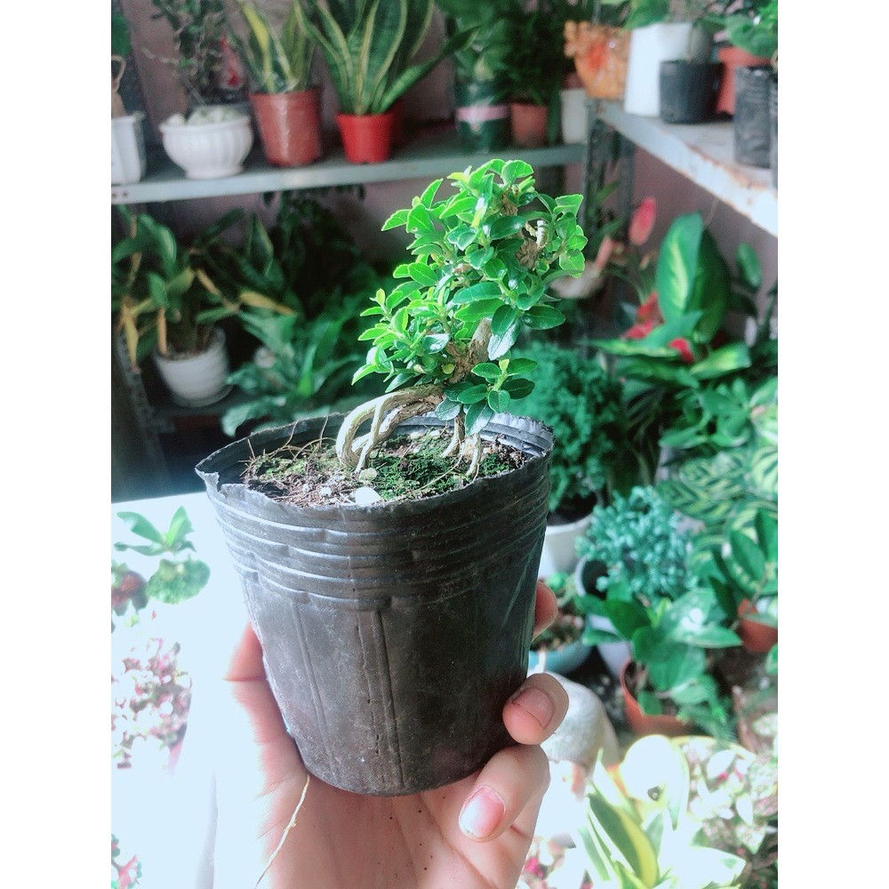 Sam Hương Bonsai