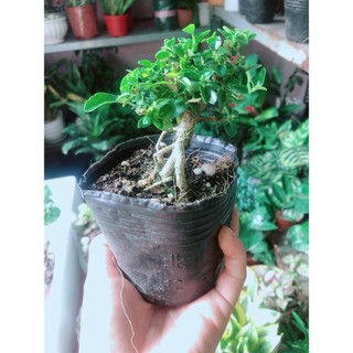 Sam Hương Bonsai