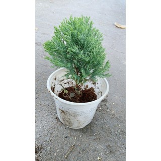 Câu Tùng Bồng Lai