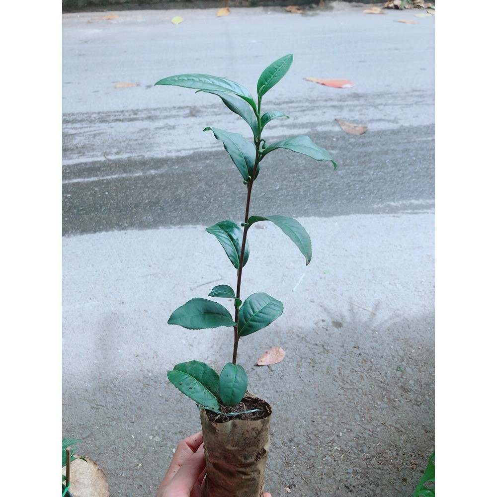 Cây Giống Trà Xanh