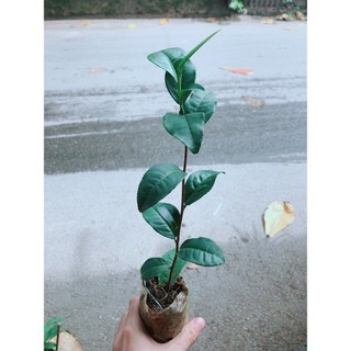 Cây Giống Trà Xanh