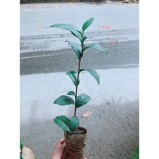 Cây Giống Trà Xanh