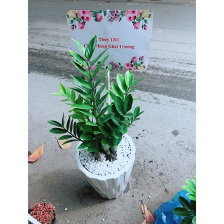 Chậu Cây Kim Phát Tài (Chỉ giao hoả tốc)