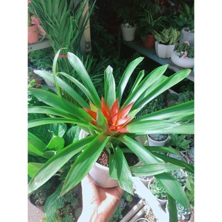 Cây Phong Lộc Hoa