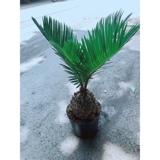 Cây Vạn Tuế