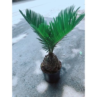 Cây Vạn Tuế