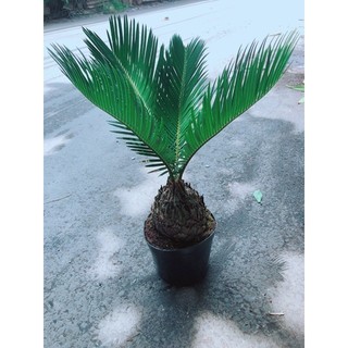 Cây Vạn Tuế