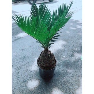 Cây Vạn Tuế