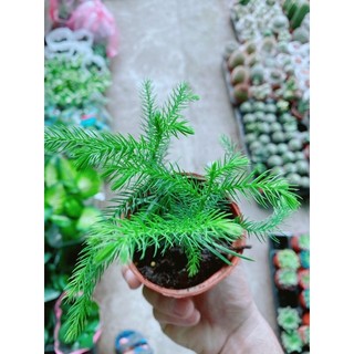 Chậu Tùng Bách Tán