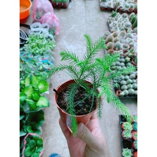 Chậu Tùng Bách Tán
