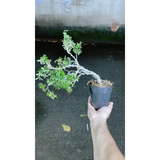 Linh Sam Bonsai
