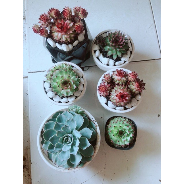 Combo 6 Mẫu Sen Đá