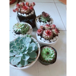 Combo 6 Mẫu Sen Đá