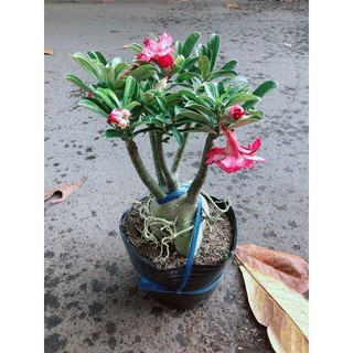 Cây Sứ Thái