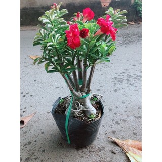 Cây Sứ Thái