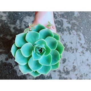 Chậu Sen Đá Xanh Đất