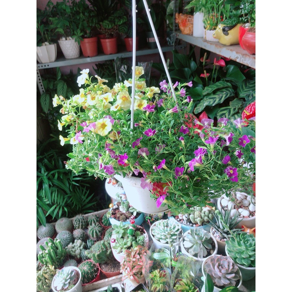 Chậu Cây Triệu Chuông
