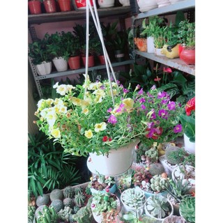 Chậu Cây Triệu Chuông