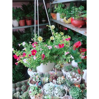 Chậu Cây Triệu Chuông