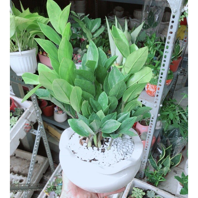 Chậu Kim Phát Tài (Kim Tiền)