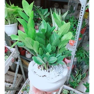 Chậu Kim Phát Tài (Kim Tiền)