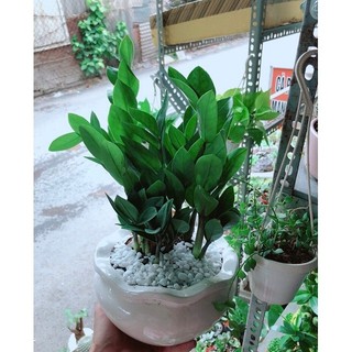 Chậu Kim Phát Tài (Kim Tiền)