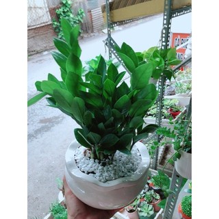 Chậu Kim Phát Tài (Kim Tiền)