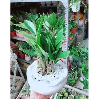 Chậu Kim Phát Tài (Kim Tiền)
