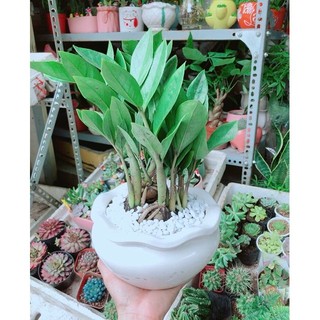 Chậu Kim Phát Tài (Kim Tiền)