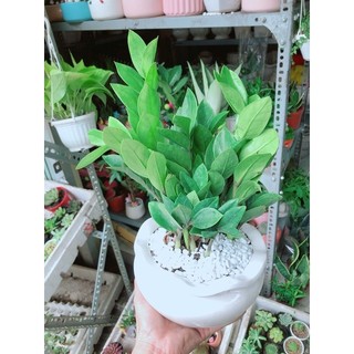 Chậu Kim Phát Tài (Kim Tiền)