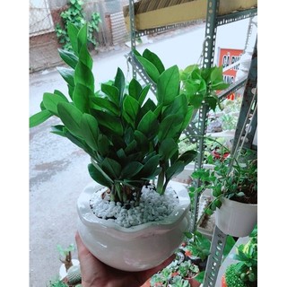 Chậu Kim Phát Tài (Kim Tiền)