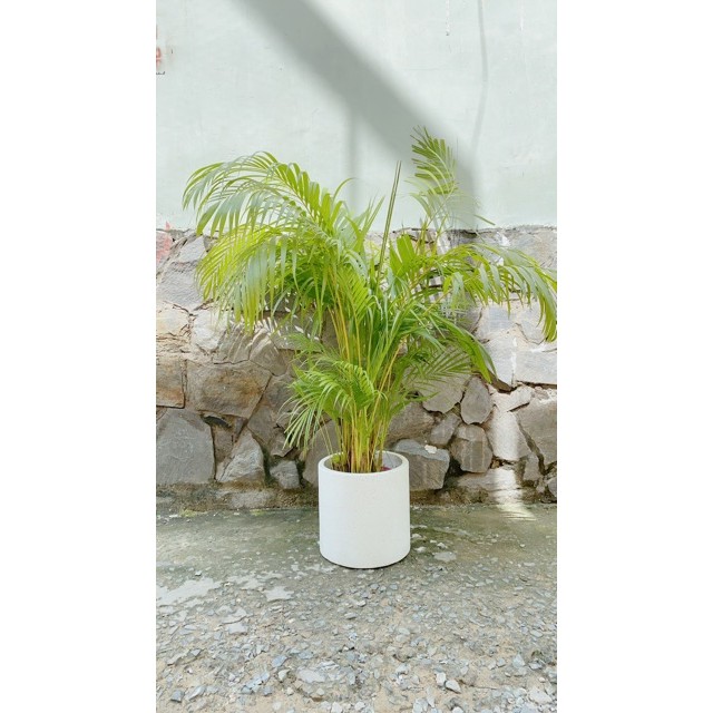 Chậu Cây Cau Cao Trên 1m