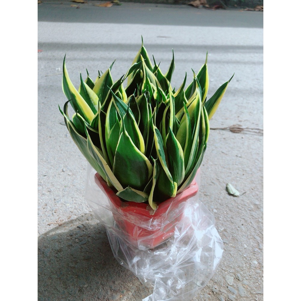 Lưỡi Hổ Thái Xanh Size Lớn