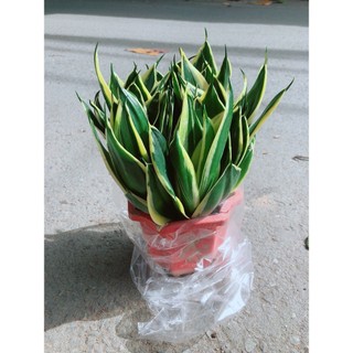 Lưỡi Hổ Thái Xanh Size Lớn