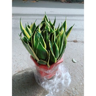 Lưỡi Hổ Thái Xanh Size Lớn