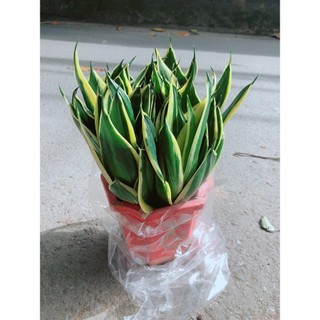 Lưỡi Hổ Thái Xanh Size Lớn